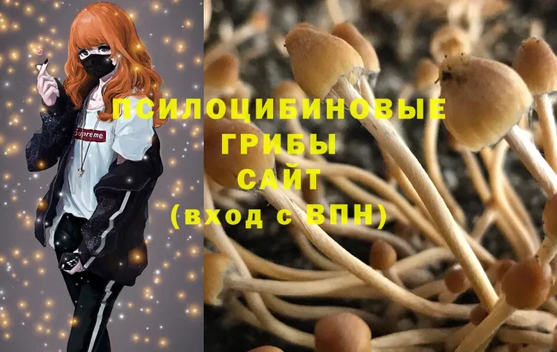 что такое   Великий Устюг  кракен вход  Псилоцибиновые грибы MAGIC MUSHROOMS 